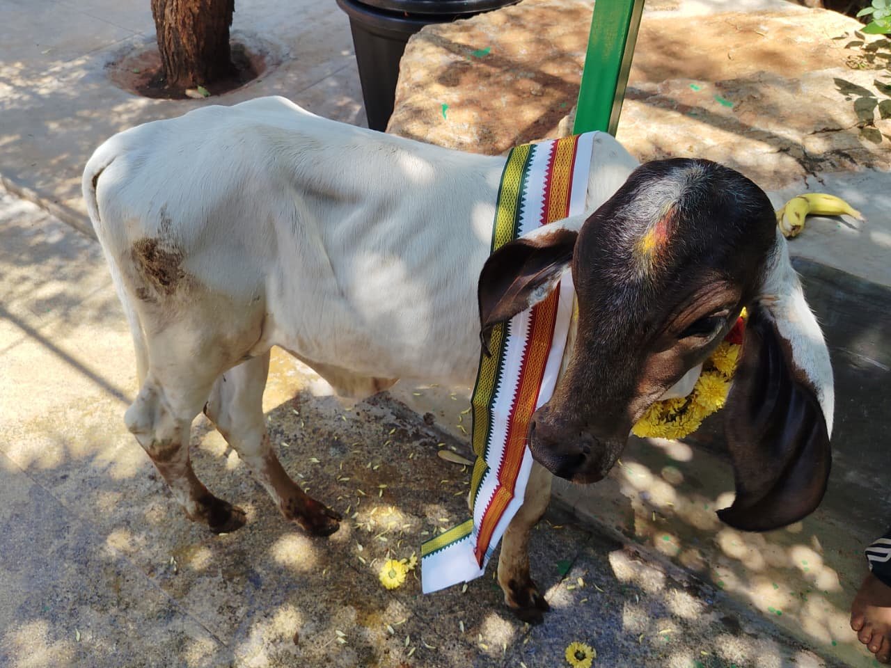 Showcase 7